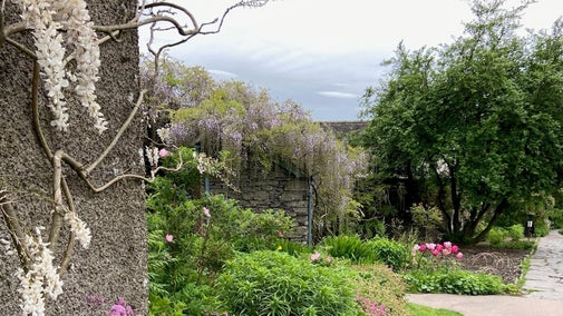 Wisteria in the garden at Hill Top